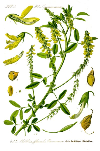 SAFLAX Garden to go - Steinklee - Melilotus officinalis - 250 Samen - Mit Topf, Klima - Deckel und Anzuchtsubstrat