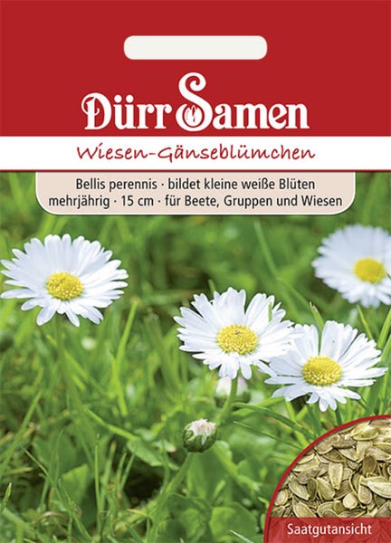 Samentüte für Wiesen-Gänseblümchen Bellis perennis von Dürr Samen. Mehrjährige Pflanze, Höhe 15 Zentimeter, mit kleinen weißen Blüten.