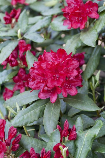 Rhododendron Hybr. 'Hachm. Feuerschein', leuchtend rot, 30–40 cm