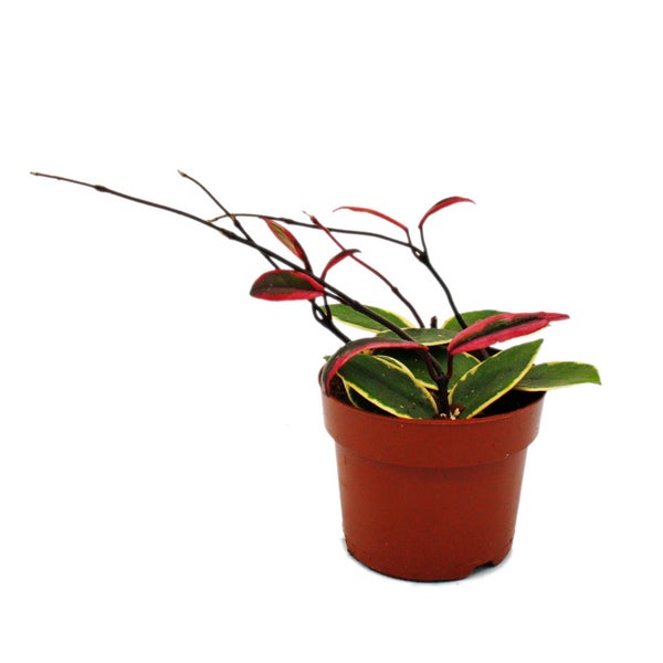 Hoya carnosa Flamingo Dream rankende Zimmerpflanze mit rosa Neutrieb Porzellanblume Wachsblume 12cm Topf