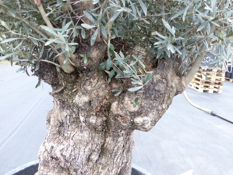 genau diesen Baum Nr. 5/H, 250 cm, Olivenbaum, knorrige alte urige Olive winterhart