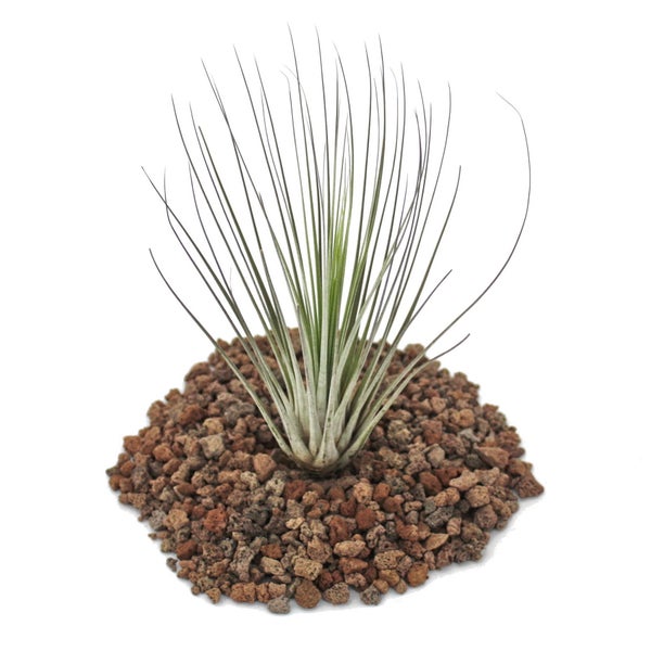 Tillandsia juncea - lose Pflanze - klein