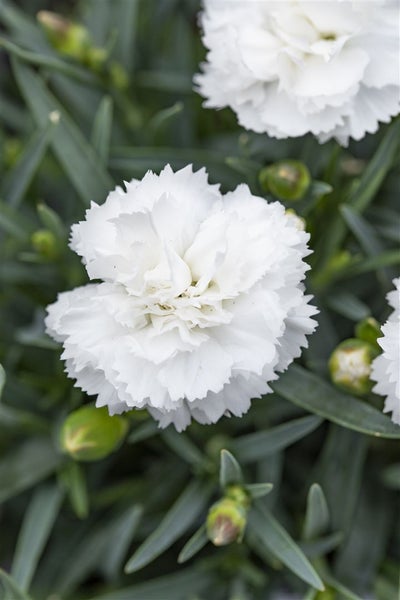 Dianthus plumarius 'Albus Plenus', Federnelke, weiß, ca. 9x9 cm Topf