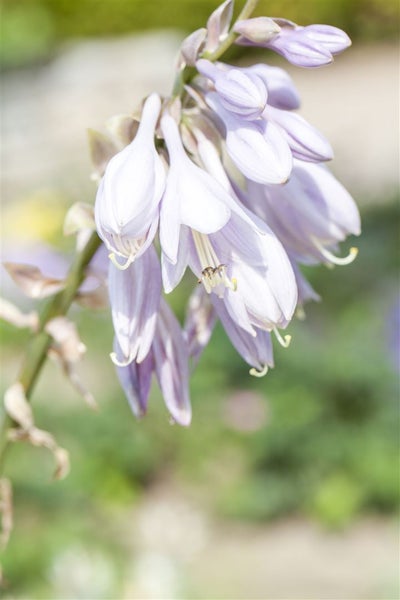 Hosta sieboldiana, Blaublatt-Funkie, ca. 11x11 cm Topf, dekoratives Laub