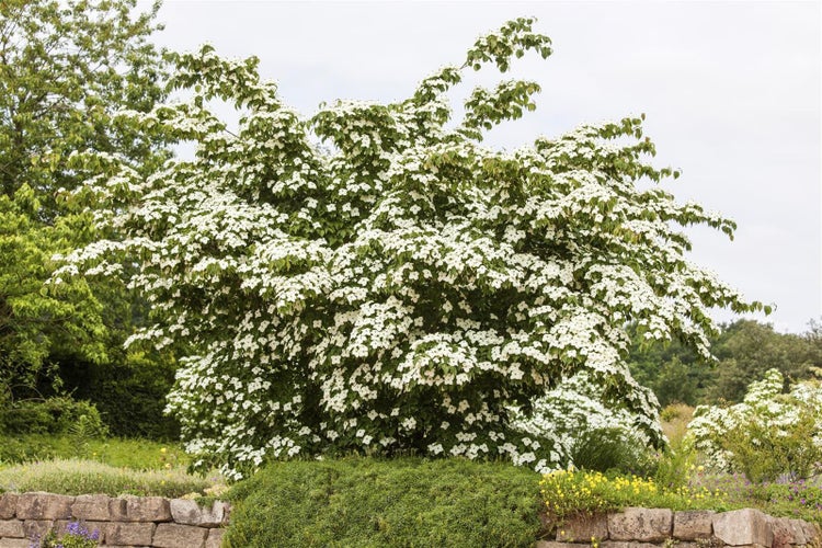Cornus kousa chinensis 'Kreuzdame', Chinesischer Blumen-Hartriegel, 60–80 cm