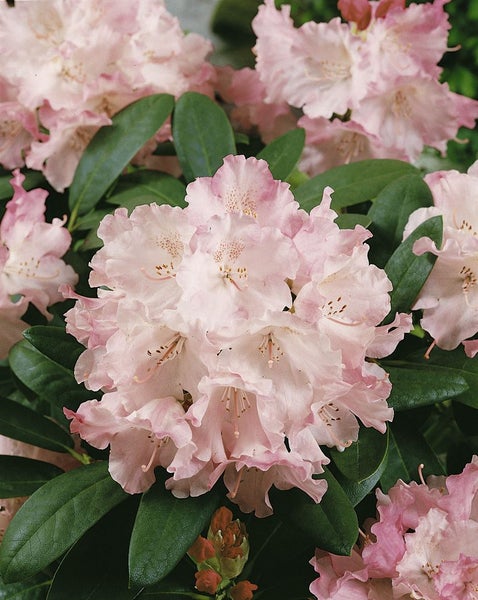 Rhododendron yakushimanum 'Marlis', rosa Blüten, 30–40 cm