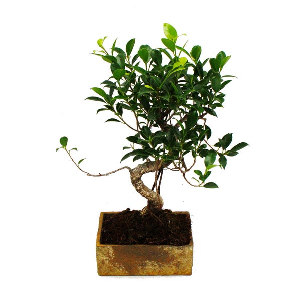Bonsai fürs Zimmer - in moderner Trendkeramik - Zimmerbonsai Ficus - 8 Jahre alt - Steinoptik