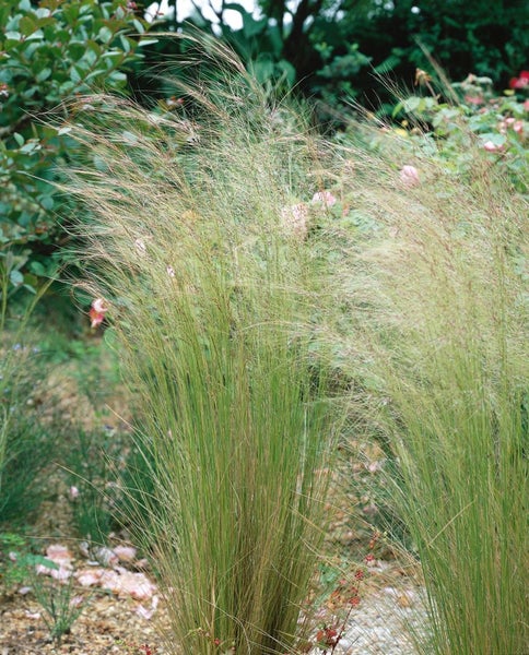 Stipa tenuifolia, Engelshaargras, 2 Liter Container, zartes Laub