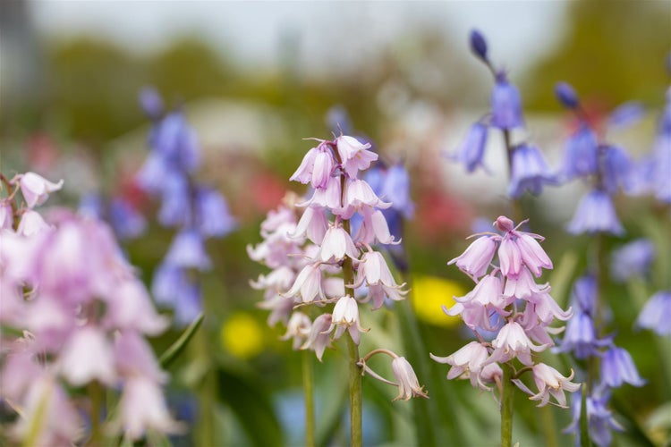 Hyacinthoides hispanica 'Rose Queen', Spanisches Hasenglöckchen, rosa, 2L Topf