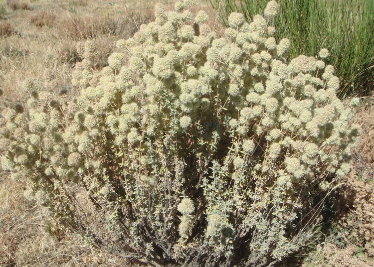 SAFLAX Garden to go - Spanischer Majoran - Thymus mastichina - 250 Samen - Mit Topf, Klima - Deckel und Anzuchtsubstrat