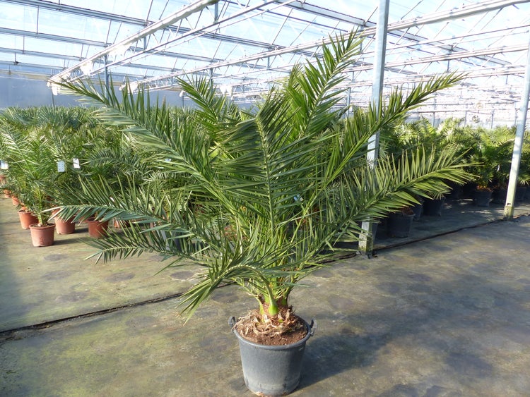 Kanarische Dattelpalme Phoenix canariensis im Topf in einem Gewächshaus mit weiteren Palmen.
