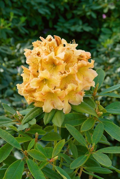 Rhododendron Hybr. 'Bernstein', gelb-orange, 30–40 cm