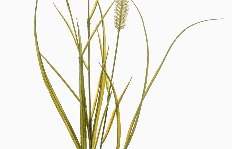 Künstliches Ziergras mit feinen grünen Halmen und einem hellen Blütenstand.