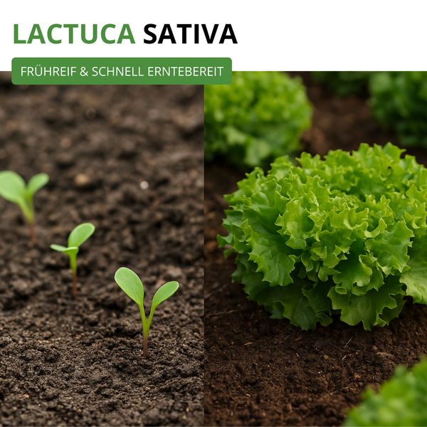 Lactuca sativa Salat in zwei Wachstumsstadien: junge Keimlinge und ein erntereifer, gekräuselter Salatkopf in dunkler Erde.