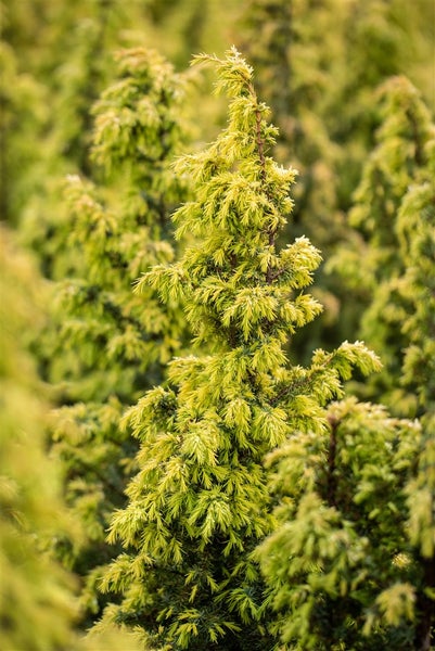 Juniperus communis 'Schneverdinger Gold Machangel', goldgelb, 40–60 cm
