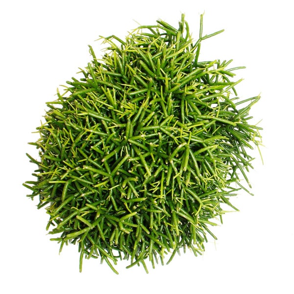 Rhipsalis baccifera Oasis - Korallenkaktus - im 12cm Topf - sukkulente Zimmerpflanze