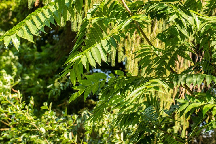 Toona sinensis, Chinesischer Gemüsebaum, 100–125 cm, aromatisch