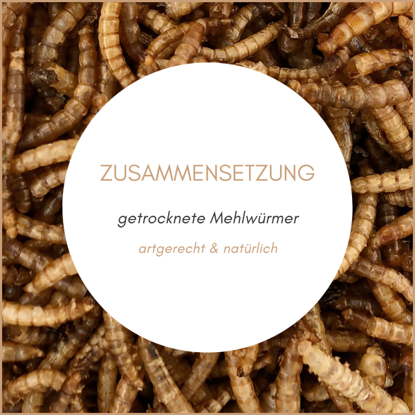Getrocknete Mehlwürmer Zusammensetzung