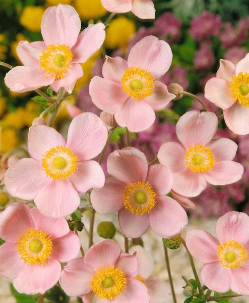 Anemone hupehensis 'Ouvertüre', Herbst-Anemone, rosa, ca. 9x9 cm Topf