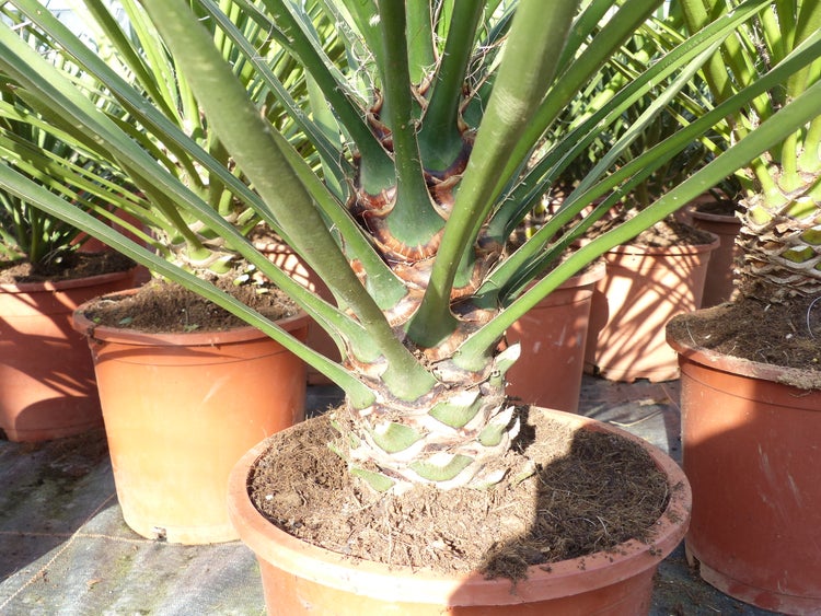 Yucca-Filamentosa 60 - 70cm , Palmlilie, Asparagaceae, Ferald's Yucca Winterhart -28 °C