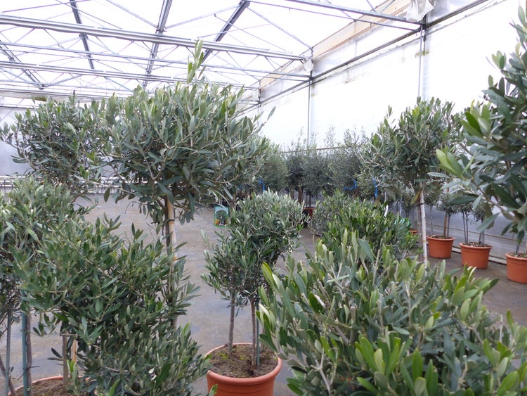 Olivenbaum Pon Pon 150-165-cm Hochstamm, beste Qualität, winterhart