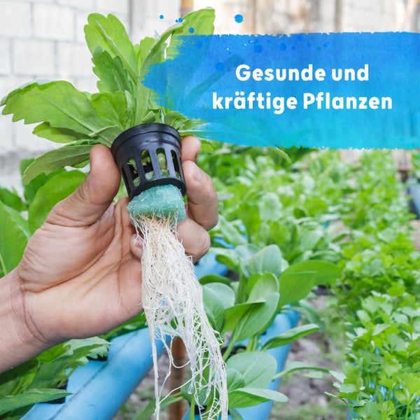 Blusana Hydroponik Flüssigdünger NPK 7-3-6 Spezialdünger für Zierpflanzen Obst- und Gemüse in Nährlösung 1l – gesundes Wachstum & reicher Ertrag