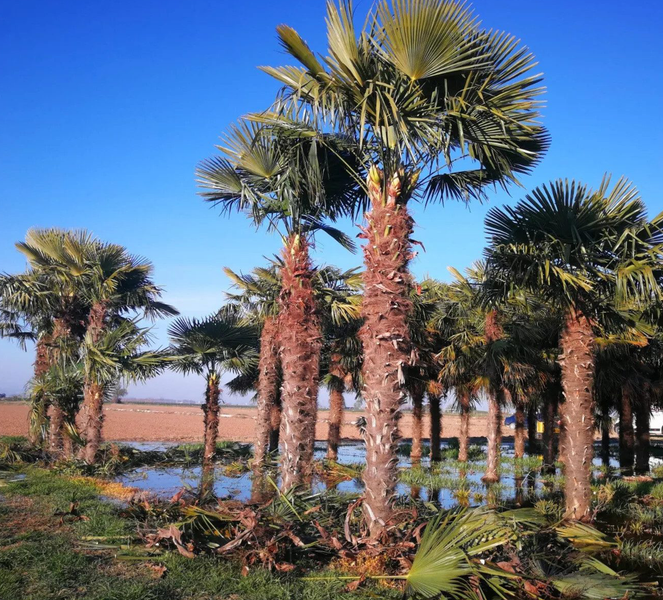 PALME TRACHYCARPUS FORTUNEI HÖHE 600CM Winterhärte: bis –19 °C