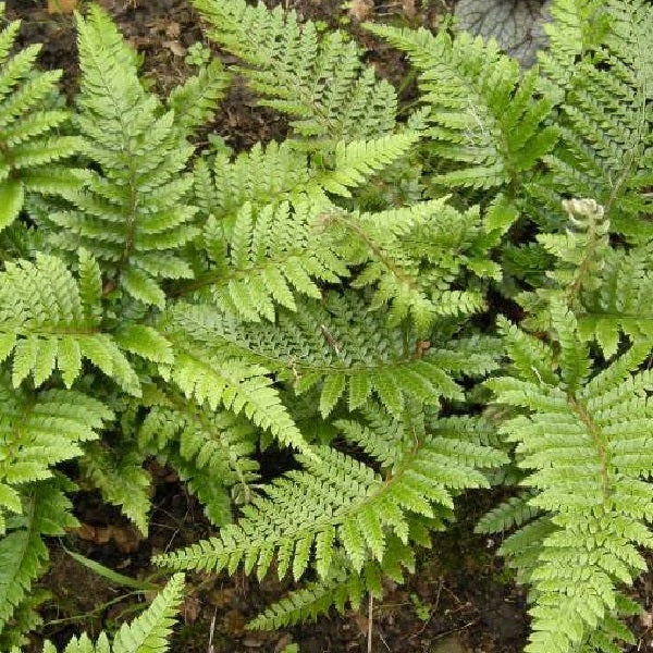 Detailaufnahme von Farnblättern im Garten.