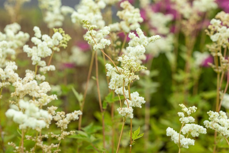 Filipendula ulmaria 'Plena', Mädesüß, gefüllt, ca. 9x9 cm Topf