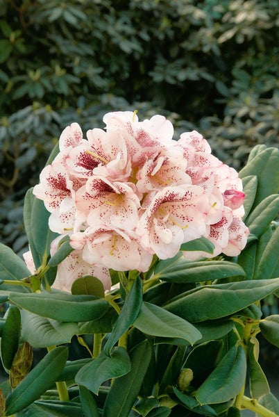 Rhododendron Hybr. 'Prinses Maxima', rosa Blüten, 30–40 cm