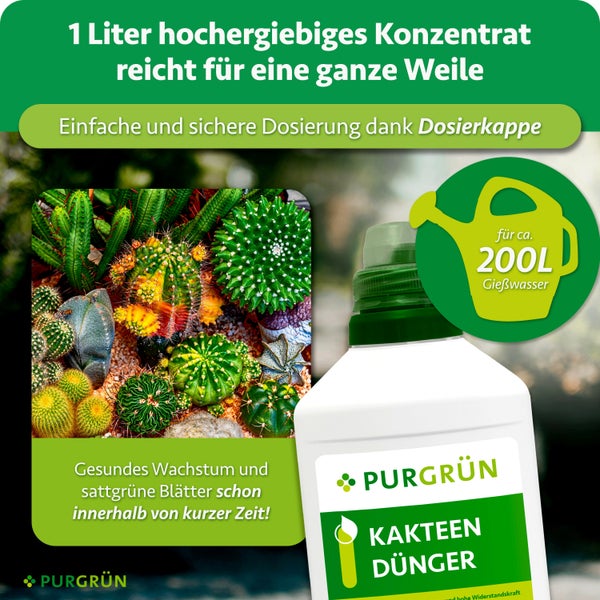 Eine Flasche Purgrün Kakteendünger mit Dosierkappe für zweihundert Liter Gießwasser und Illustration verschiedener Kakteen.