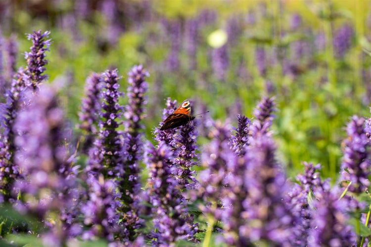 Ein Schmetterling sitzt auf einer violetten Pflanze in einem Garten.
