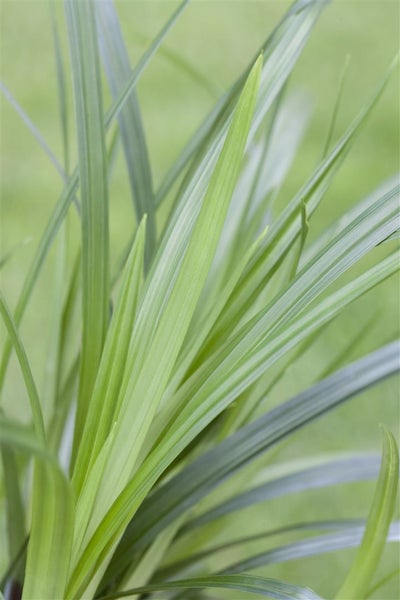 Carex morrowii ssp. foliosiss. 'Irish Green', Ziergras, 2 Liter Container