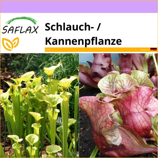 SAFLAX  - Schlauch- / Kannenpflanze - Sarracenia flava / S. purpurea - Mix - 10 Samen