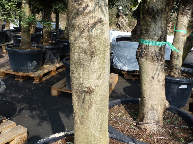2x Olivenbaum Olive 60 Jahre 200 - 240 cm, beste Qualität, Stammumfang 40 - 50 cm, winterhart, Olea Europaea