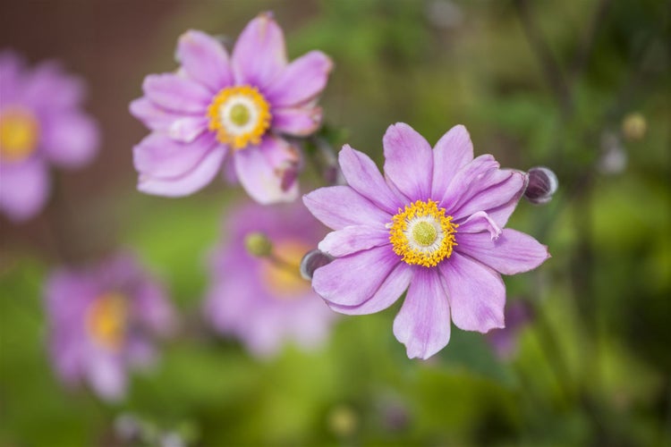 Anemone japonica 'Honorine Jobert', Herbst-Anemone, weiß, ca. 9x9 cm Topf