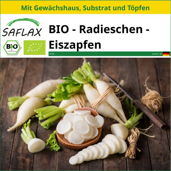 SAFLAX Anzucht Set - BIO - Radieschen - Eiszapfen - Raphanus sativus - 100 Samen - Mit Mini-Gewächshaus, Anzuchtsubstrat und 2 Töpfen