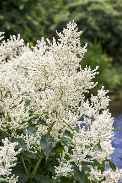 Aruncus dioicus, Wald-Geißbart, weiß, ca. 9x9 cm Topf