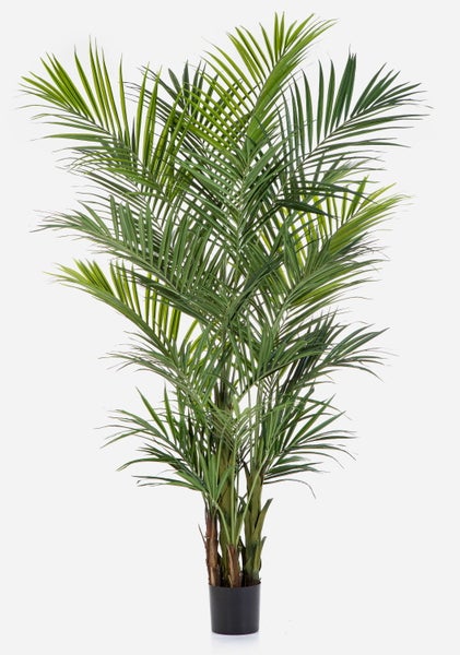 Grüne Zimmerpalme mit gefiederten Blättern in einem schwarzen Kunststofftopf.