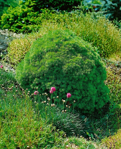 Picea abies 'Echiniformis', Fichte, kompakt, 40–50 cm