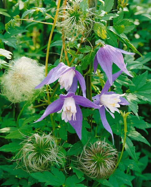 Nahaufnahme von blühenden Alpen Waldreben vor grünem Hintergrund