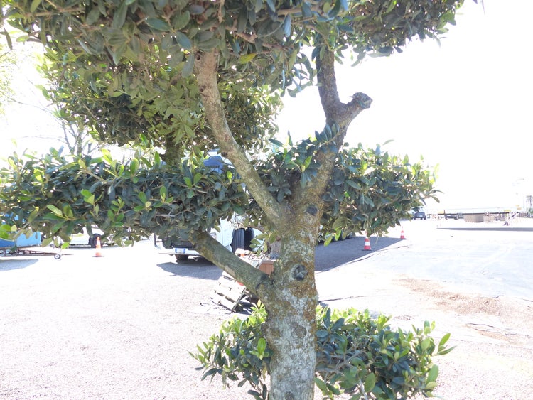 Olivenbaum 7 Pon Pon Bonsai Formgehölz Gartenbonsai Olea europaea Olive winterhart