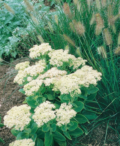 Sedum spectabile 'Iceberg', Fetthenne, weiß, ca. 9x9 cm Topf