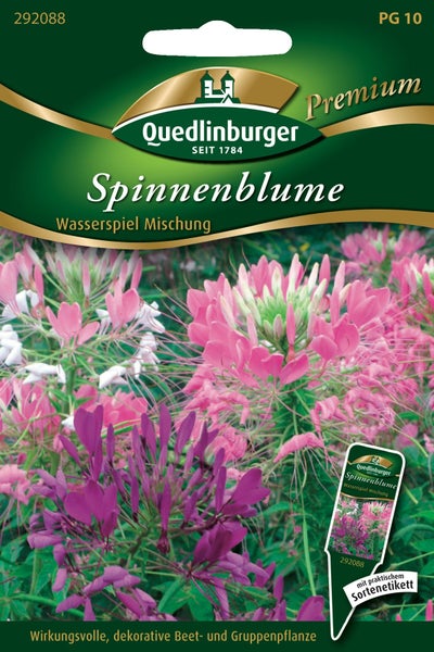 Samenpackung Quedlinburger Spinnenblume Wasserspiel Mischung, dekorative Beet- und Gruppenpflanze.