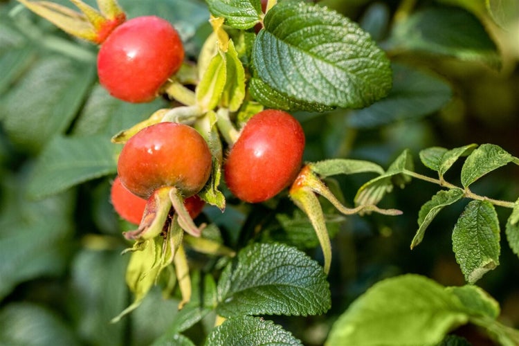 Nahaufnahme von reifen Hagebutten an einem Rosenstrauch mit grünen Blättern.