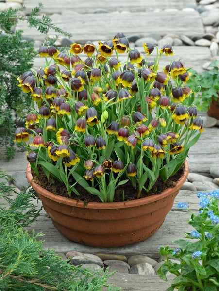 Fritillaria michailowskyi, Schachblume, gelb-braun, ca. 9x9 cm Topf