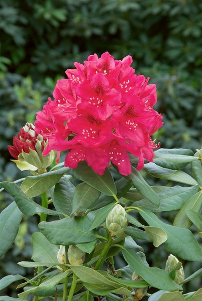 Rhododendron 'Nova Zembla', rot, 60–70 cm