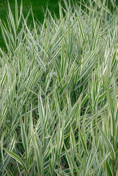 Phalaris arundinacea 'Picta', Buntes Rohrglanzgras, ca. 9x9 cm Topf
