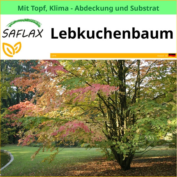 Saflax Lebkuchenbaum im Topf mit Klimaabdeckung und Substrat