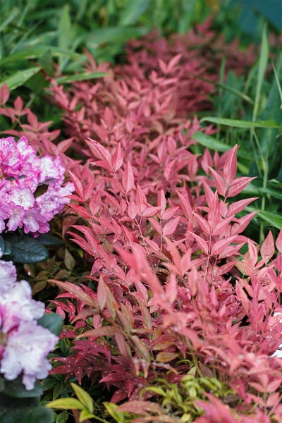 Nandina domestica 'Obsessed', Himmelsbambus, rotlaubig, 30–40 cm
